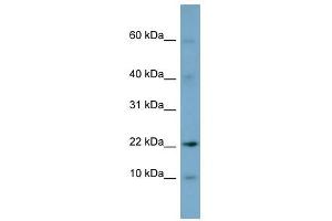 DPPA5 antibody used at 1 ug/ml to detect target protein. (DPPA5 antibody  (N-Term))
