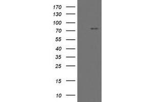 Image no. 3 for anti-Myoneurin (MYNN) (AA 10-300) antibody (ABIN1490792) (Myoneurin antibody  (AA 10-300))