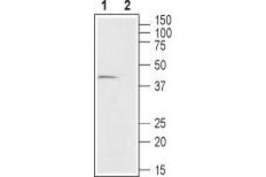 Western blot analysis of mouse colon lysate: - 1. (FFAR2 antibody  (C-Term, Intracellular))