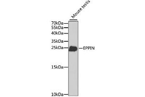 Western blot analysis of extracts of mouse testis, using EPPIN antibody. (Eppin antibody)