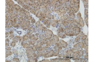 Immunoperoxidase of monoclonal antibody to NEUROD1 on formalin-fixed paraffin-embedded human pancreas. (NEUROD1 antibody  (AA 201-300))