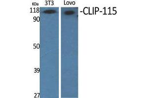 Western Blot (WB) analysis of specific cells using CLIP-115 Polyclonal Antibody.