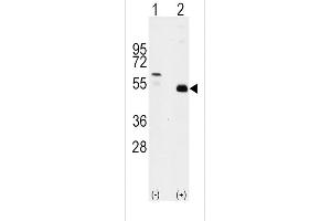 Western blot analysis of TRAF2 (arrow) using rabbit polyclonal TRAF2 Antibody (C-term) (ABIN392282 and ABIN2841948). (TRAF2 antibody  (C-Term))