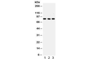 Western blot testing of 1) rat PC-12, 2) mouse HEPA and 3) human HeLa lysate with SP3 antibody.