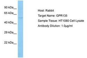 Image no. 1 for anti-G Protein-Coupled Receptor 135 (GPR135) (C-Term) antibody (ABIN6750103) (GPR135 antibody  (C-Term))