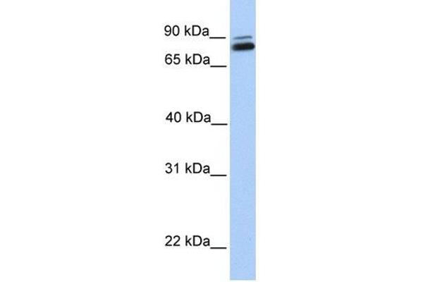GGT7 antibody  (C-Term)