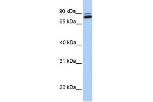 GGTL3 antibody used at 1 ug/ml to detect target protein. (GGT7 antibody  (C-Term))