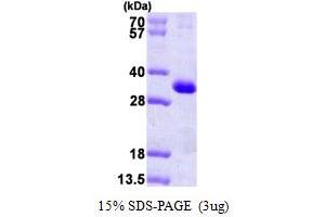 SDS-PAGE (SDS) image for Kv Channel Interacting Protein 3, Calsenilin (KCNIP3) (AA 1-256) protein (His tag) (ABIN667270) (DREAM Protein (AA 1-256) (His tag))