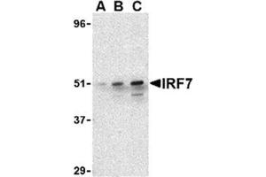 Image no. 1 for anti-Interferon Regulatory Factor 7 (IRF7) (C-Term) antibody (ABIN318754) (IRF7 antibody  (C-Term))