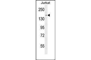 Western blot analysis of PPRC1 Antibody (C-term) in Jurkat cell line lysates (35ug/lane). (PPRC1 antibody  (C-Term))