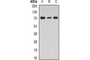 Western blot analysis of Unc18-2 expression in THP1 (A), Jurkat (B), mouse testis (C) whole cell lysates. (STXBP2 antibody)
