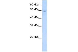 WB Suggested Anti-CYP2E1 Antibody Titration:  0. (CYP2E1 antibody  (C-Term))