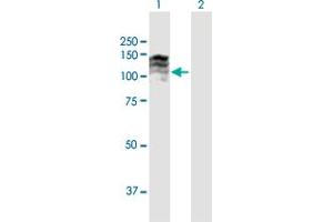 Western Blot analysis of TPO expression in transfected 293T cell line by TPO MaxPab polyclonal antibody. (Thyroperoxidase antibody  (AA 1-933))