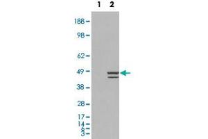 HEK293 overexpressing IRF2 and probed with IRF2 polyclonal antibody  (mock transfection in first lane), tested by Origene. (IRF2 antibody  (C-Term))