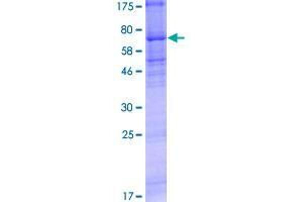 CHRNA9 Protein (AA 1-479) (GST tag)