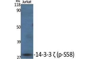 Western Blot (WB) analysis of specific cells using Phospho-14-3-3 zeta (S58) Polyclonal Antibody. (14-3-3 zeta antibody  (pSer58))