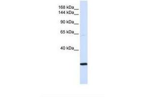 Image no. 1 for anti-Structural Maintenance of Chromosomes 2 (SMC2) (AA 51-100) antibody (ABIN6738200) (SMC2 antibody  (AA 51-100))