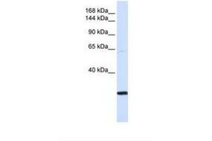 Image no. 1 for anti-Structural Maintenance of Chromosomes 2 (SMC2) (AA 51-100) antibody (ABIN6738200)