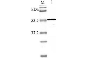 Western blot analysis using anti-Nampt (mouse), pAb  at 1:2'000 dilution. (NAMPT antibody)