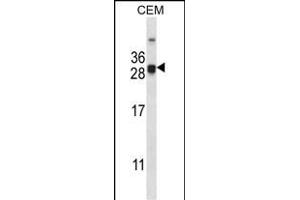 CIDEA Antibody (C-term) (ABIN657978 and ABIN2846924) western blot analysis in CEM cell line lysates (35 μg/lane). (CIDEA antibody  (C-Term))