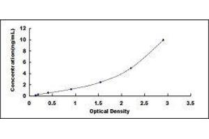Oxytocin Receptor (OXTR) ELISA Kit