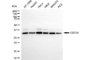 anti-Cell Division Cycle 34 (CDC34) antibody