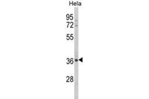 Western blot analysis of MDFIC Antibody (N-term) in Hela cell line lysates (35ug/lane). (MDFIC antibody  (N-Term))