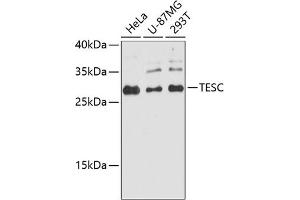 Western blot analysis of extracts of various cell lines, using TESC antibody (ABIN6132911, ABIN6149009, ABIN6149011 and ABIN6224756) at 1:3000 dilution. (Tescalcin antibody  (AA 135-214))