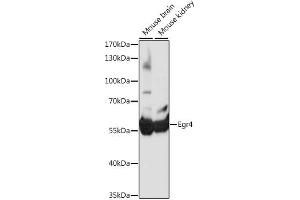 Western blot analysis of extracts of various cell lines, using Egr4 antibody (ABIN7266889) at 1:1000 dilution. (EGR4 antibody  (AA 1-367))