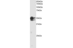 Image no. 1 for anti-SMAD, Mothers Against DPP Homolog 2 (SMAD2) (AA 82-94) antibody (ABIN300075) (SMAD2 antibody  (AA 82-94))