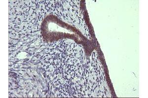 Image no. 3 for anti-Chromosome 4 Open Reading Frame 22 (C4orf22) antibody (ABIN1497057) (C4orf22 antibody)