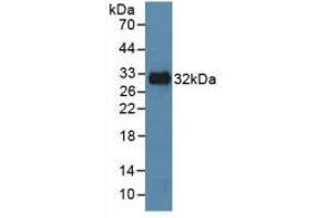 Western blot analysis of recombinant Human MAPK8. (JNK antibody  (AA 145-419))
