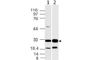 Image no. 1 for anti-14-3-3 theta (YWHAQ) (AA 20-225) antibody (ABIN5027003) (14-3-3 theta antibody  (AA 20-225))