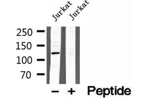 Western blot analysis of extracts of Jurkat cells, using MICAL1 antibody.