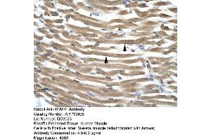 Human Muscle (TFAP4 antibody  (C-Term))