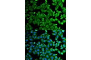 Immunofluorescence (IF) image for anti-Kallikrein B, Plasma (Fletcher Factor) 1 (KLKB1) antibody (ABIN1876506) (KLKB1 antibody)