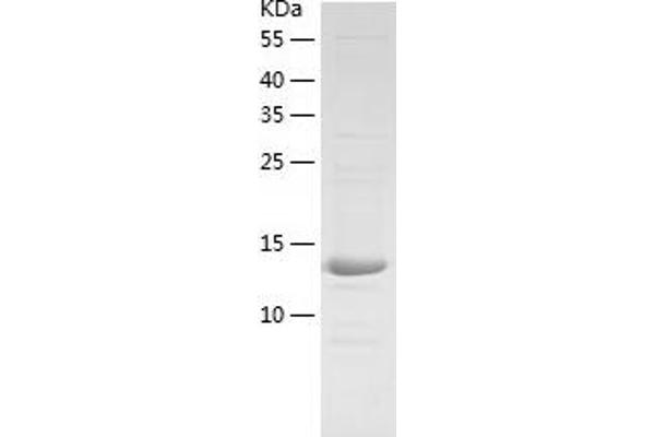 RNASE7 Protein (AA 26-156) (His tag)