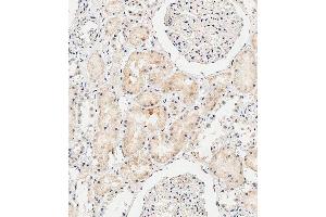 Immunohistochemical analysis of paraffin-embedded Human kidney tissue using B performed on the Leica® BOND RXm.