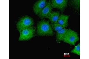 Immunofluorescence analysis of paraformaldehyde-fixed A549, merged with DNA probe, using GAPDH antibody at 1:200 dilution. (GAPDH antibody  (AA 9-323))