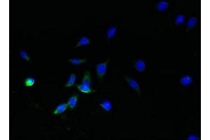 Immunofluorescent analysis of HepG2 cells using ABIN7170902 at dilution of 1:100 and Alexa Fluor 488-congugated AffiniPure Goat Anti-Rabbit IgG(H+L) (SDHC antibody  (AA 30-62))