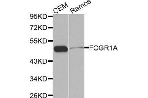 Western blot analysis of extracts of CEM and Ramos cell lines, using FCGR1A antibody.
