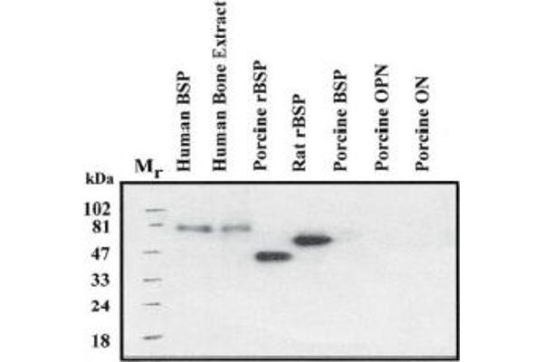 IBSP antibody  (Native Form)