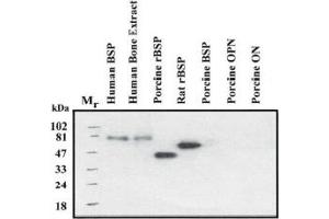 Western Blotting (WB) image for anti-Integrin-Binding Sialoprotein (IBSP) (Native Form) antibody (ABIN191977) (IBSP antibody  (Native Form))