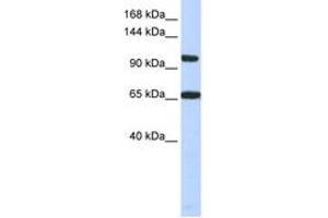 Image no. 1 for anti-Thyroid Hormone Receptor Associated Protein 3 (THRAP3) (C-Term) antibody (ABIN6742778) (THRAP3 antibody  (C-Term))