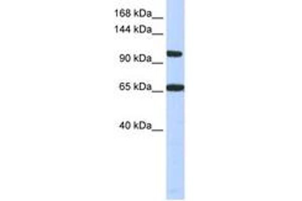 THRAP3 antibody  (C-Term)