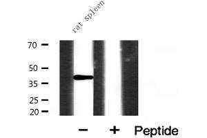 Western blot analysis of extracts from rat spleen, using NR2F6 antibody. (NR2F6 antibody  (N-Term))