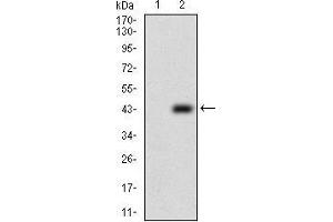 Western blot analysis using PTP4A2 mAb against HEK293 (1) and PTP4A2 (AA: 58-162)-hIgGFc transfected HEK293 (2) cell lysate.
