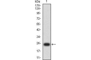 Western blot analysis using GPC3 mAb against human GPC3 (AA: 359-554) recombinant protein. (Glypican 3 antibody  (AA 359-554))