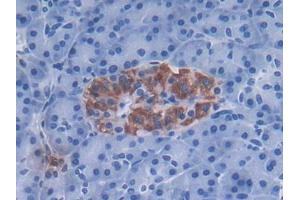 DAB staining on IHC-P; Samples: Human Pancreas Tissue (DEFa3 antibody  (AA 21-94))