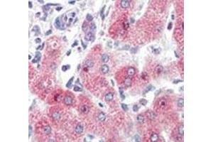 Immunohistochemistry (IHC) image for anti-Synovial Apoptosis Inhibitor 1, Synoviolin (SYVN1) (AA 586-617) antibody (ABIN3029082)